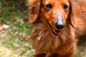 家を売却し愛犬のために広い一戸建てに住み替え